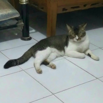 Profile photo of Marlia Astuti